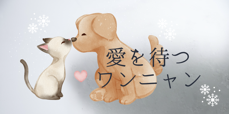 カワイイがいっぱい！ワンダーランド